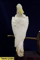葵花鳳頭鸚鵡藏品圖，第8張
